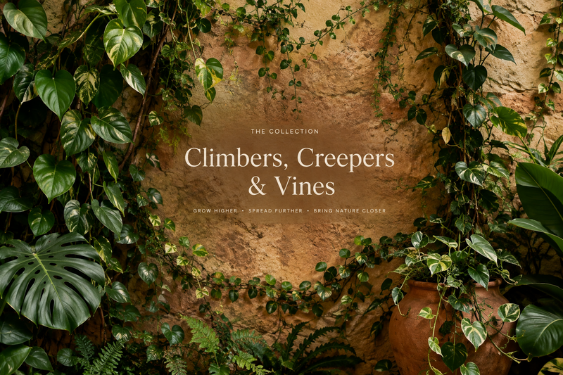 Climbers, Creepers & Vines