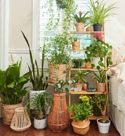 INDOOR PLANTS