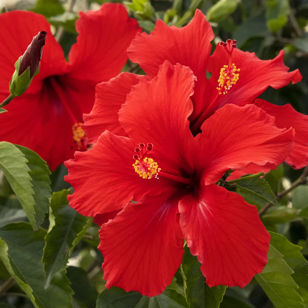 Hibiscus rosa-sinensis ‘Brilliant’