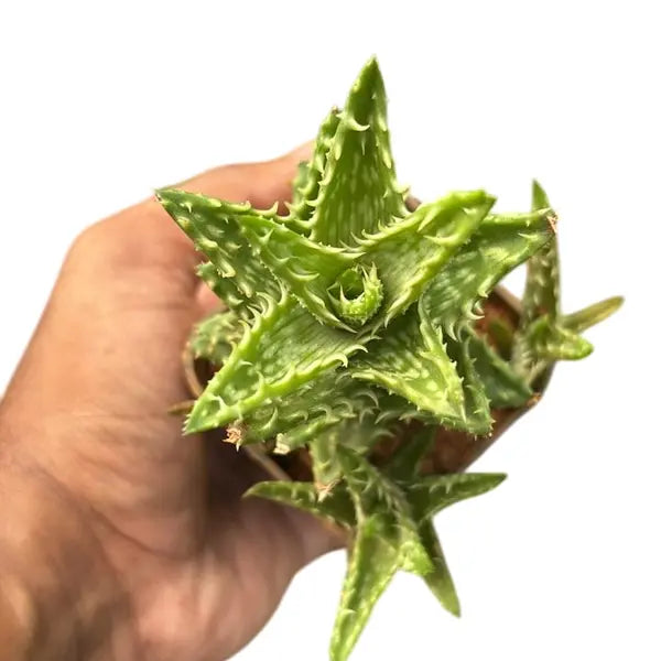 एलो जुवेन्ना "टाइगर टूथ एलो"