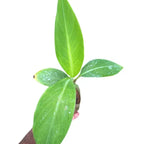 നേന്ത്രപ്പഴം
