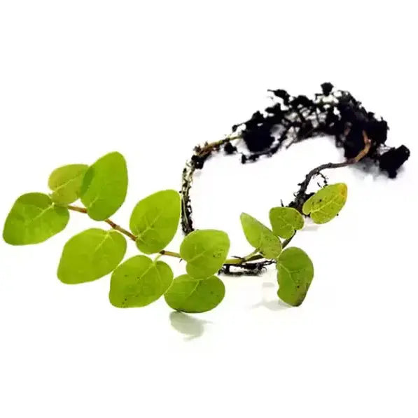 ഫിക്കസ് പുമില (Ficus pumila), വാൾ ക്രീപ്പർ, ക്രീപ്പിംഗ് ഫിഗ് – ട്രെൻഡിംഗ് വാൾ ക്രീപ്പർ