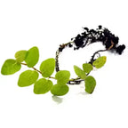 ഫിക്കസ് പുമില (Ficus pumila), വാൾ ക്രീപ്പർ, ക്രീപ്പിംഗ് ഫിഗ് – ട്രെൻഡിംഗ് വാൾ ക്രീപ്പർ