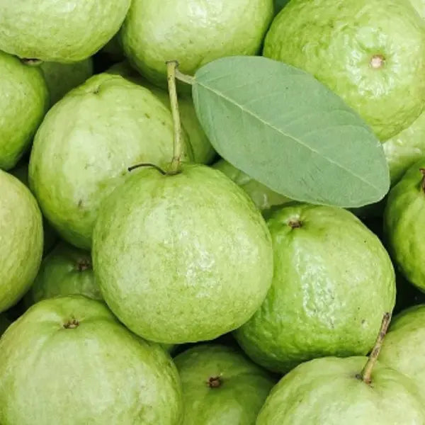 L49 Guava