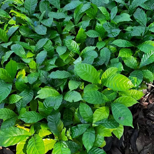Coffee Plant