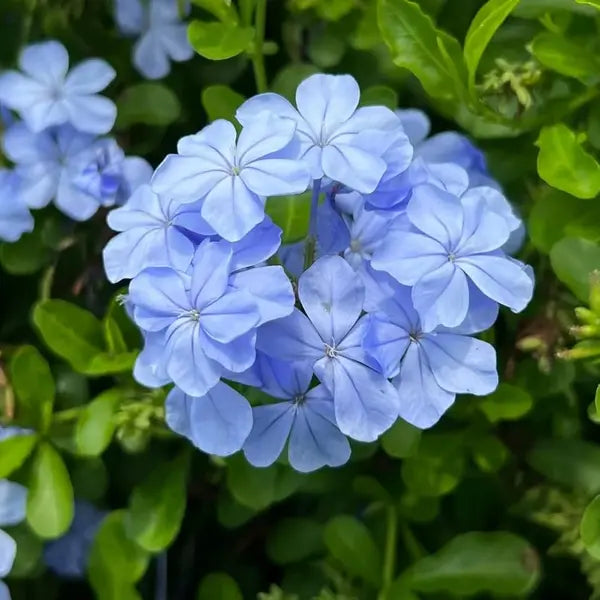 Plumbago Auriculata, Neelakoduveli, Cape Plumbago