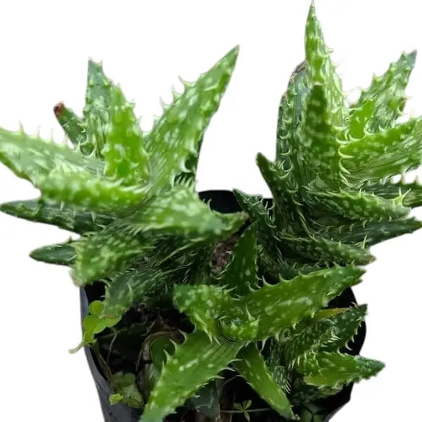 एलो जुवेन्ना "टाइगर टूथ एलो"
