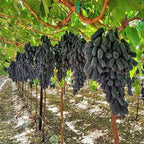 Black Seedless Grape Plant