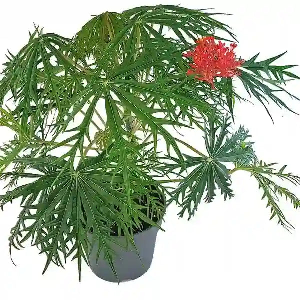 Muri kootti (Jatropha multifida)