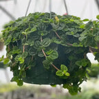 Creeping Charlie | Pilea Nummulariifolia Plant