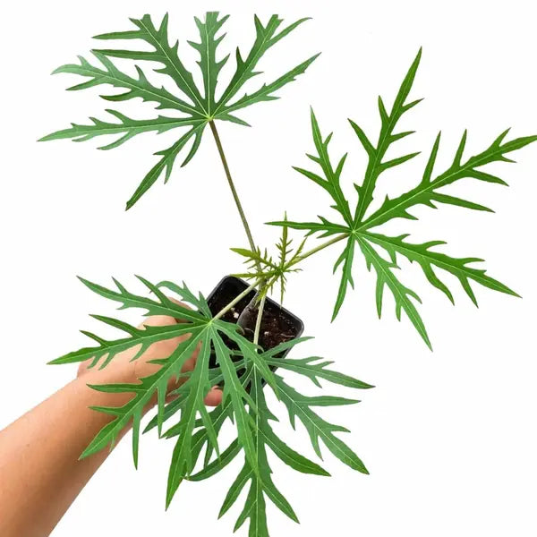 Muri kootti (Jatropha multifida)