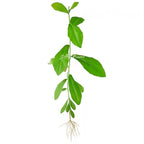 पर्दा बेल (Curtain Creeper) लाइव प्लांट