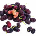 Mulberry Plant
