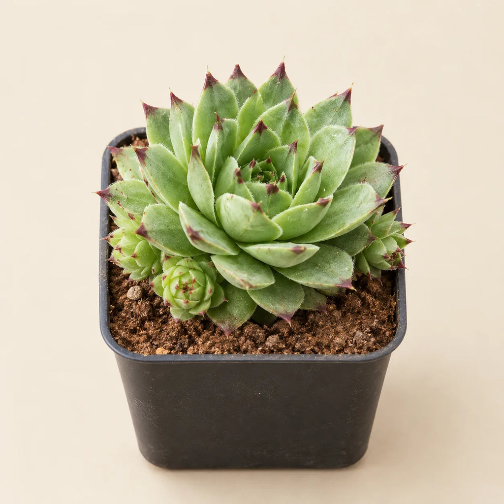 Laxmi Kamal Plant (Sempervivum)