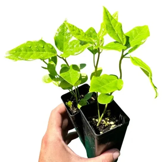 पीला पैशन फ्रूट प्लांट