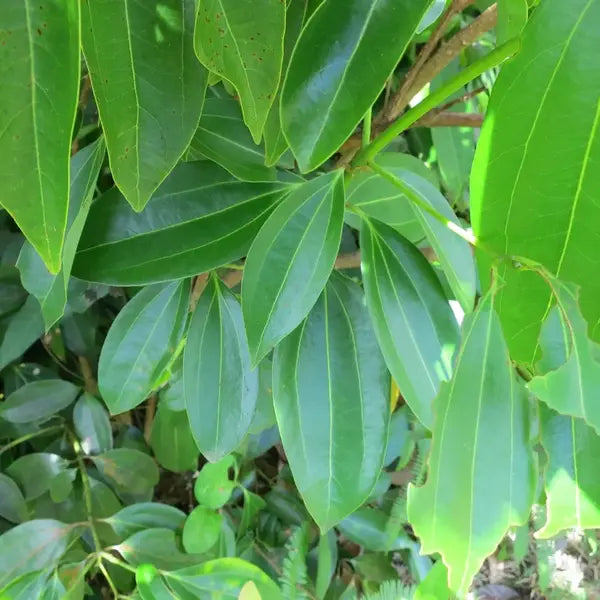 Cinnamon Tree