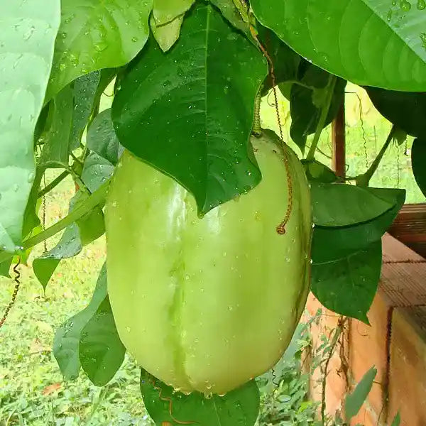 जायंट ग्रेनाडिला पैशनफ्रूट