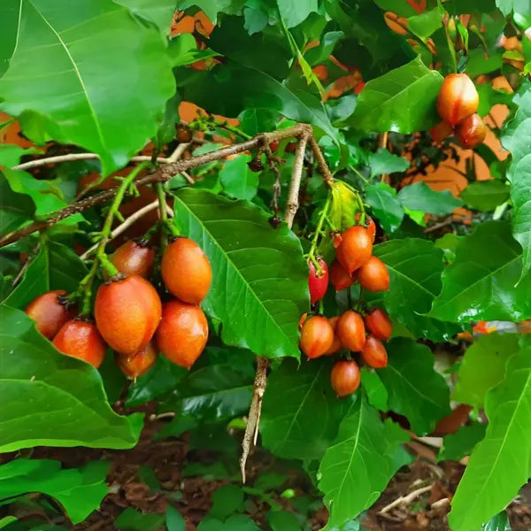 പീനട്ട് ബട്ടർ ഫ്രൂട്ട്