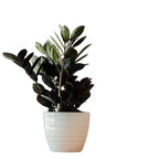 Black zz plant, Raven ZZ Plant
