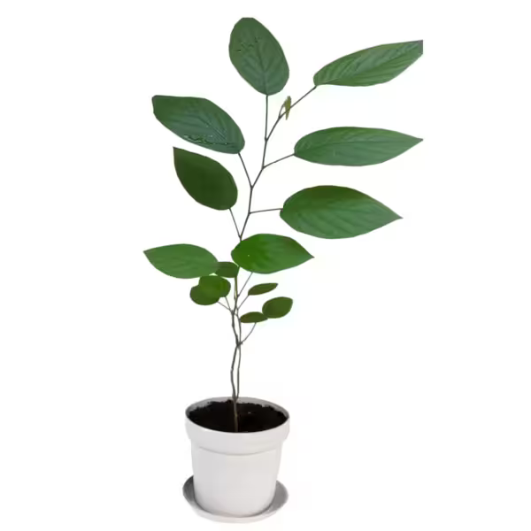 Phyllodium Pulchellum Plant | Showy Desmodium