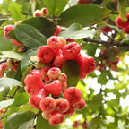 Rose Apple