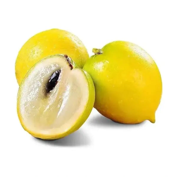 अबीयू फल का पौधा