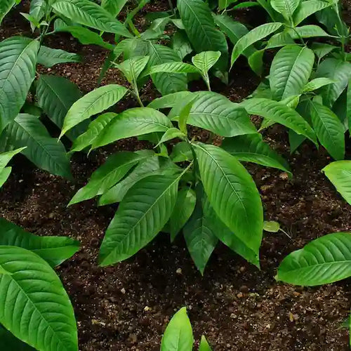 अडुलसा, जस्टिसिया अधटोडा, अधटोडा वासिका