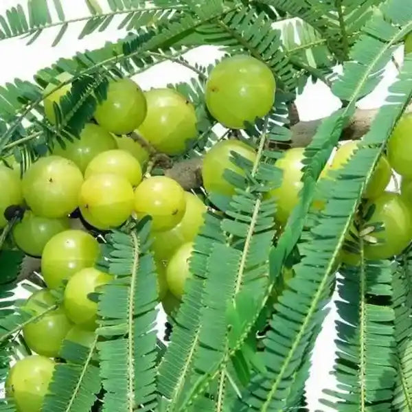 Gooseberry Plant