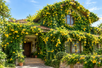 Cats Claw Creeper Live Plant – Best Flowering Creeper