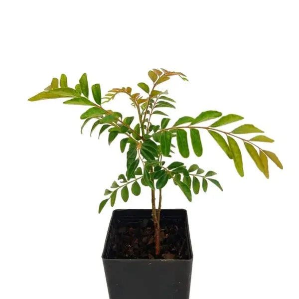 Curry Leaves (Murraya koenigii)