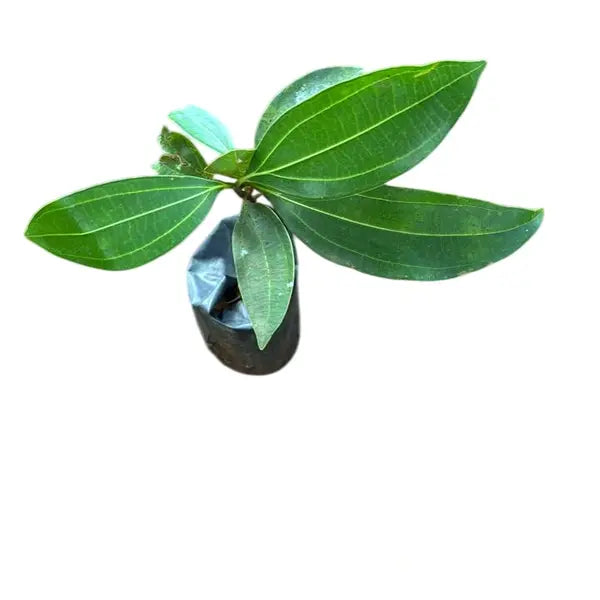 Cinnamon Tree