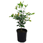 Miracle Fruit Plant
