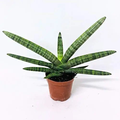 Starfish Snake Plant | Sansevieria Cylindrica Boncel