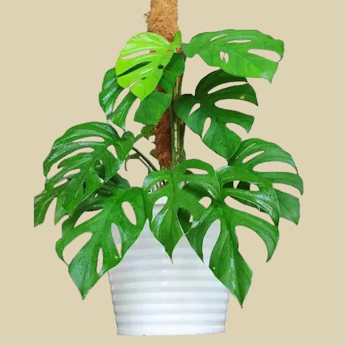 Monstera Rhaphidophora Pertusa