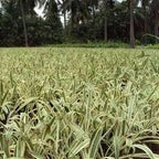 സ്പൈഡർ ലില്ലി വേരിയഗേറ്റഡ് | ഹൈമെനോകാല്ലിസ് കരീബിയ വേരിയഗേറ്റഡ് - ബൾബ്