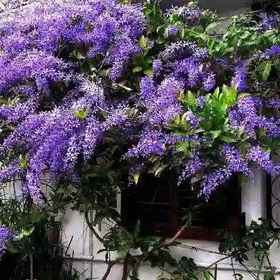 Petrea Racemosa, Sandpaper Vine, Volubilis, Purple Wrath Plant