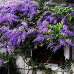 Petrea Racemosa, Sandpaper Vine, Volubilis, Purple Wrath Plant