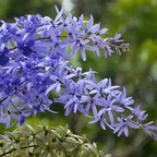 Petrea Racemosa, Sandpaper Vine, Volubilis, Purple Wrath Plant