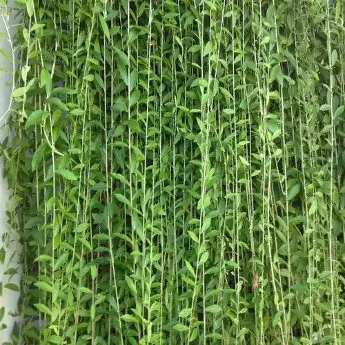 पर्दा बेल (Curtain Creeper) लाइव प्लांट
