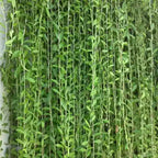 पर्दा बेल (Curtain Creeper) लाइव प्लांट