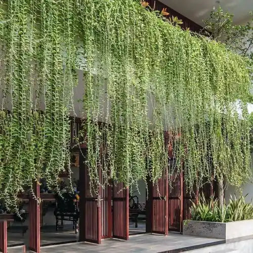 पर्दा बेल (Curtain Creeper) लाइव प्लांट