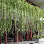 पर्दा बेल (Curtain Creeper) लाइव प्लांट
