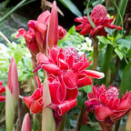 Red Torch Ginger (Etlingera Elatior)