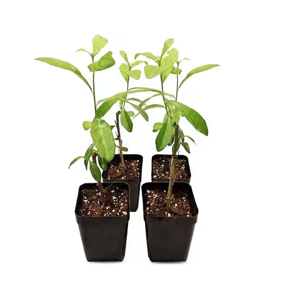 पर्दा बेल (Curtain Creeper) लाइव प्लांट