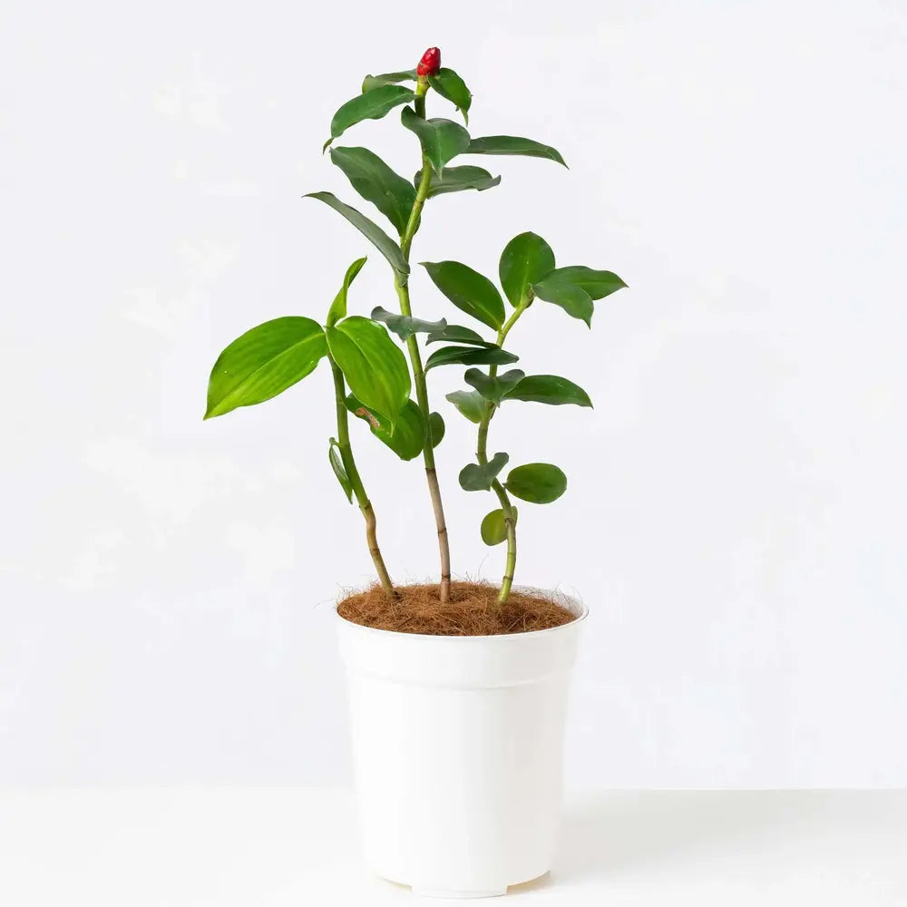 Red Button Ginger, Costus plant