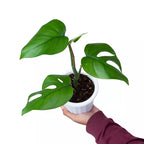 Monstera Rhaphidophora Pertusa