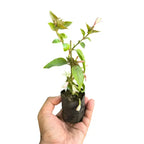 Star Jasmine(Kakkada mulla)