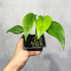 Monstera Rhaphidophora Pertusa