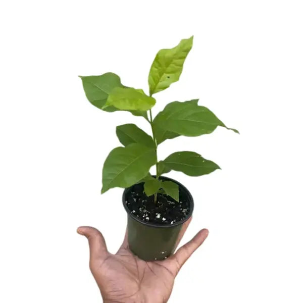 പീനട്ട് ബട്ടർ ഫ്രൂട്ട്