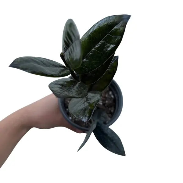 Black zz plant, Raven ZZ Plant